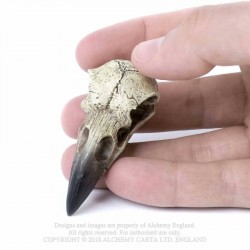 V66 Reliquary Raven Skull 